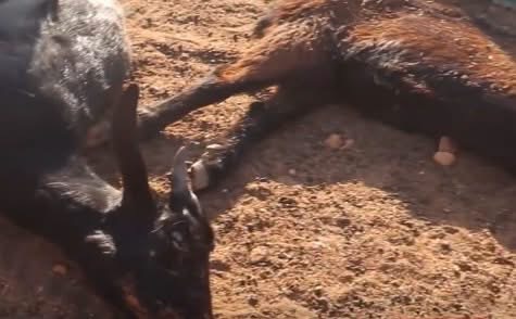 الموت الأبيض ينهش الحظيرة.. "خليفة الحربة" يستيقظ على فاجعة فقدان قطيعه في توكرة